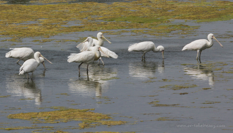 Yellow-Billed Spoonbill