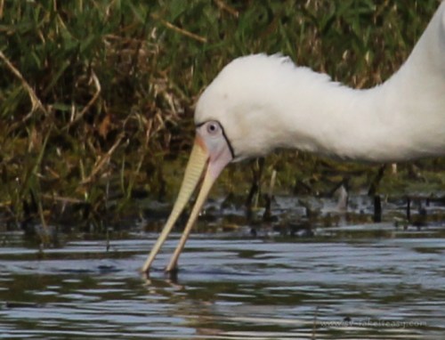 Yellow-Billed Spoonbill