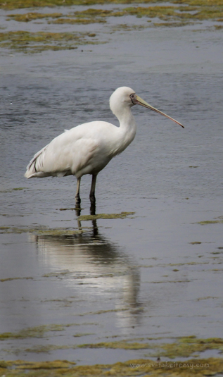 Yellow-Billed Spoonbill