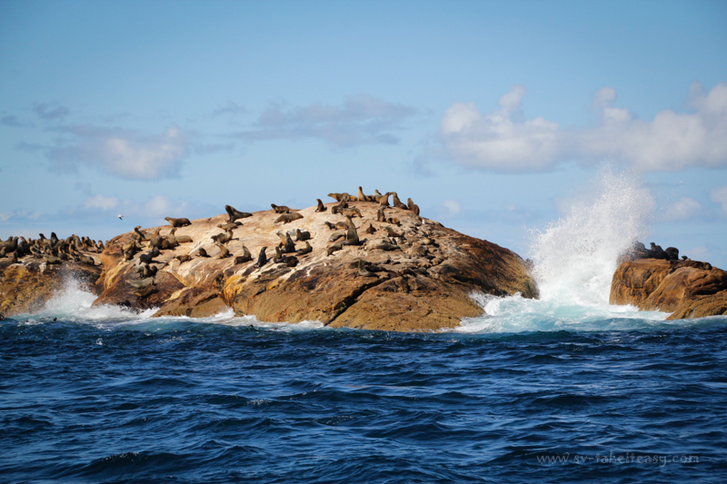 Australian fur seal