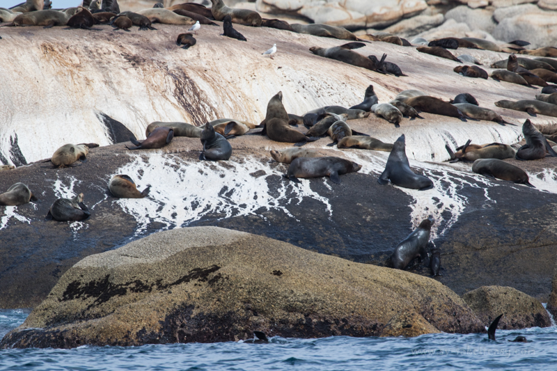 Australian fur seals