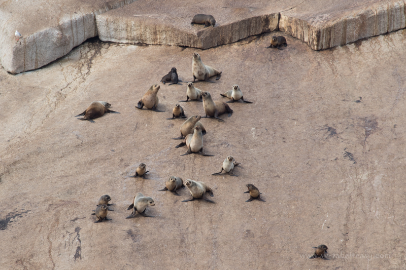 Australian fur seals