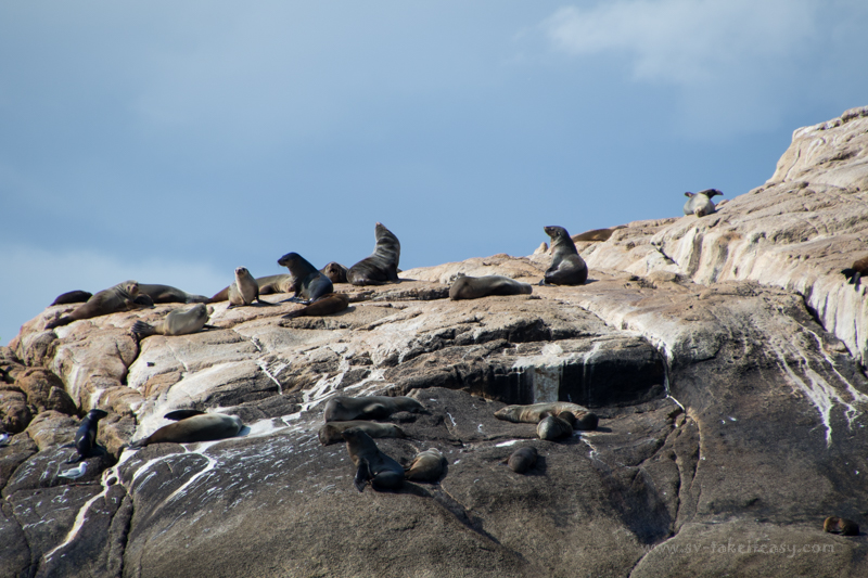 Australian fur seals