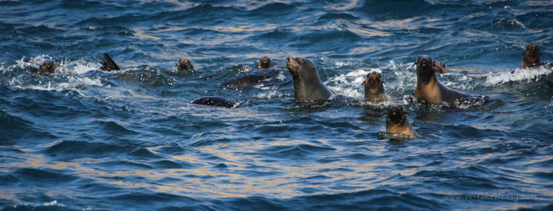 Australian fur seals