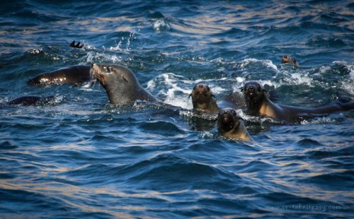 Australian fur seals