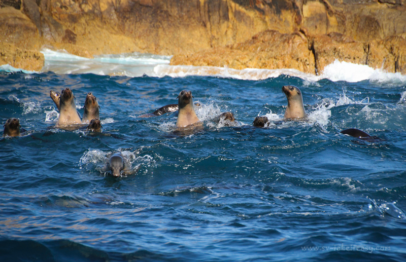 Australian fur seals