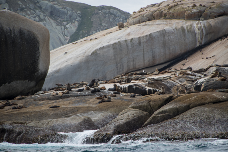 Australian fur seals