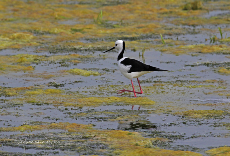 Black Winged Stilt