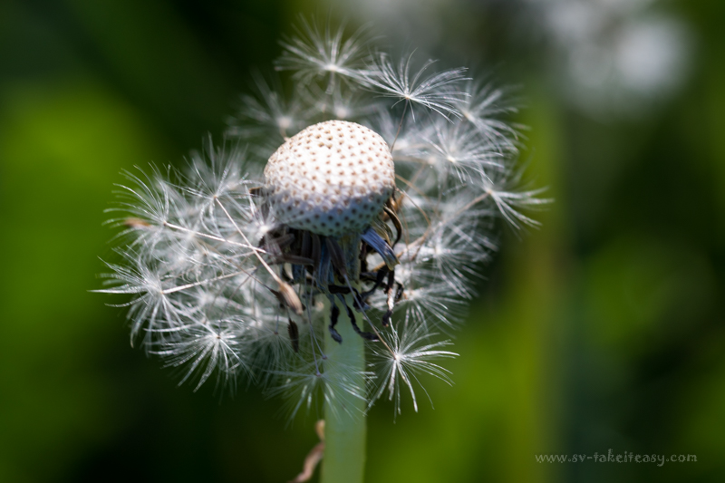 Spent dandelion