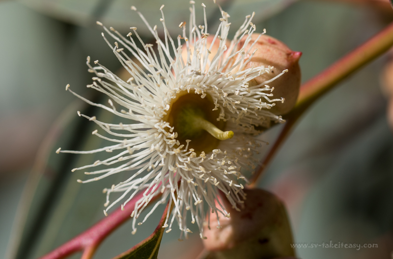 Eucalyptus Corymbia