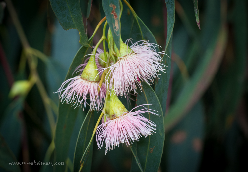 Eucalyptus Leucaxylon
