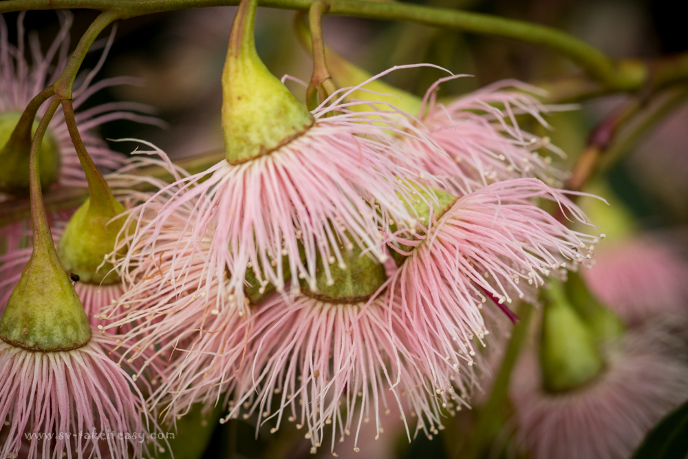 Eucalyptus Leucoxylon