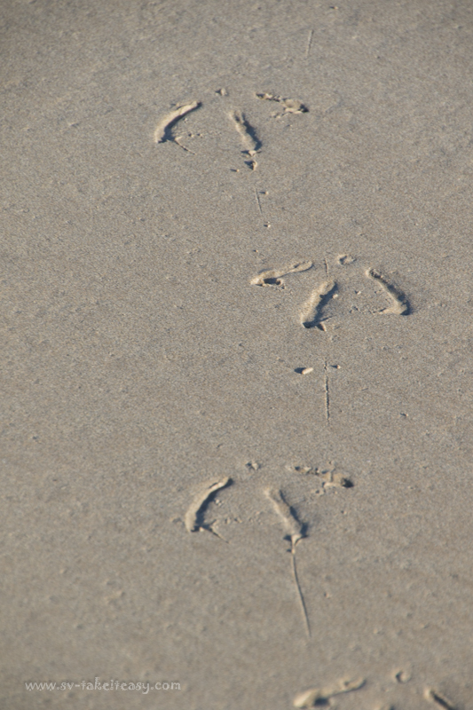 Pacific gull footsteps