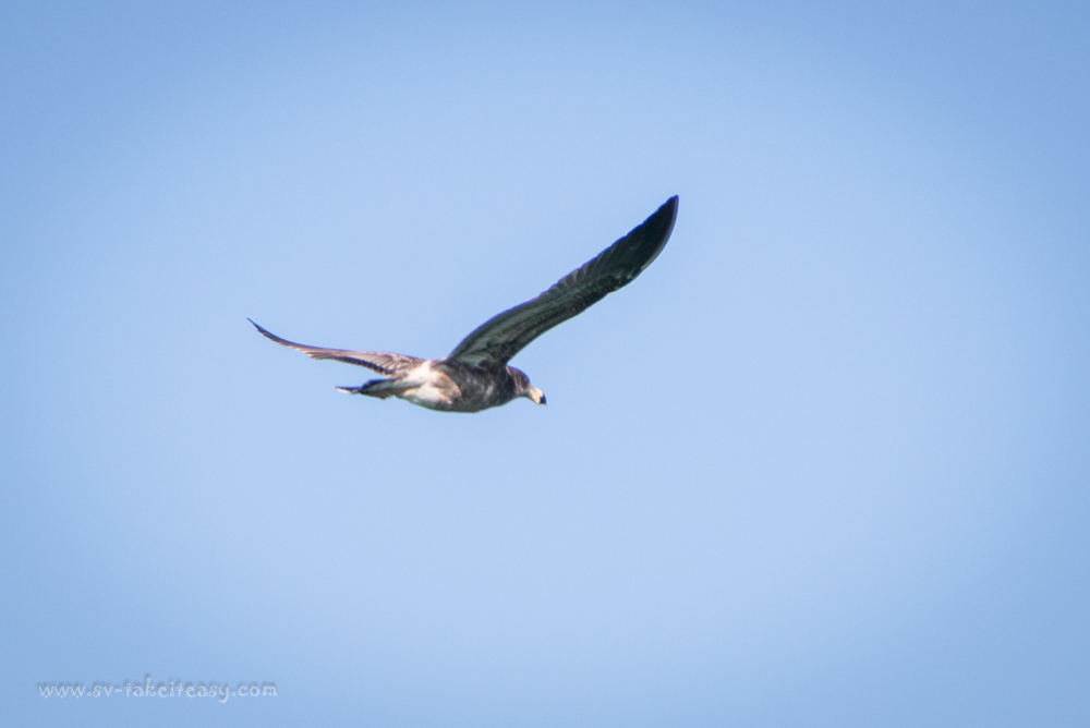 Juvenile Pacific Gull