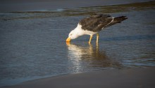 Pacific Gull