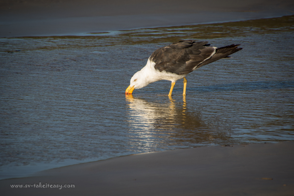 Pacific Gull