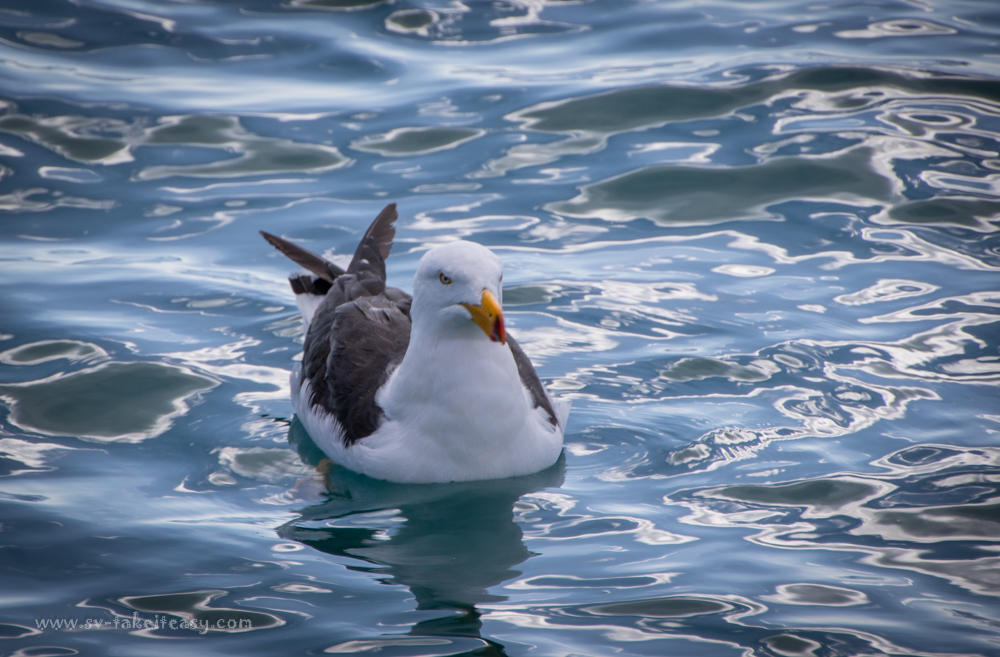 Pacific Gull