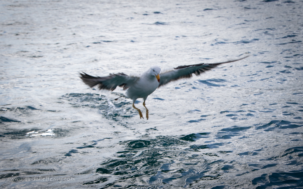 Pacific Gull