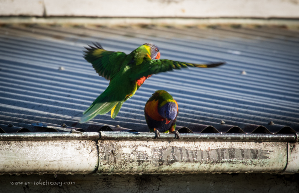 Rainbow Lorikeets at Rotamah Island
