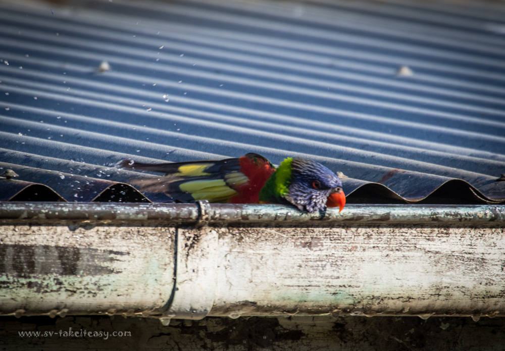 Rainbow Lorikeet at Rotamah Island