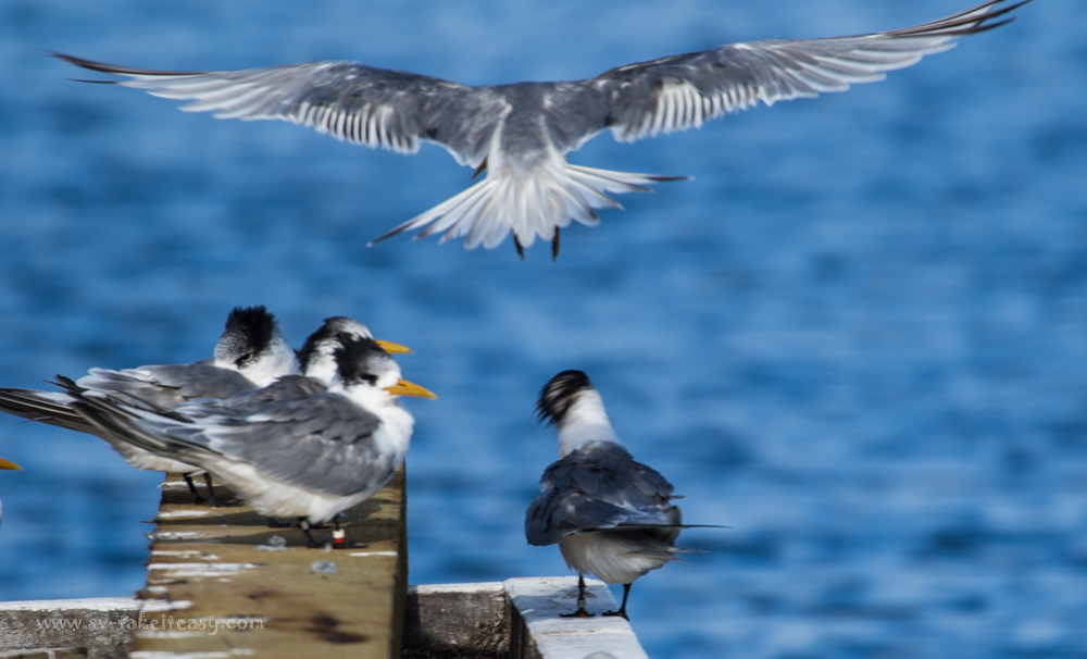 Crested Terns