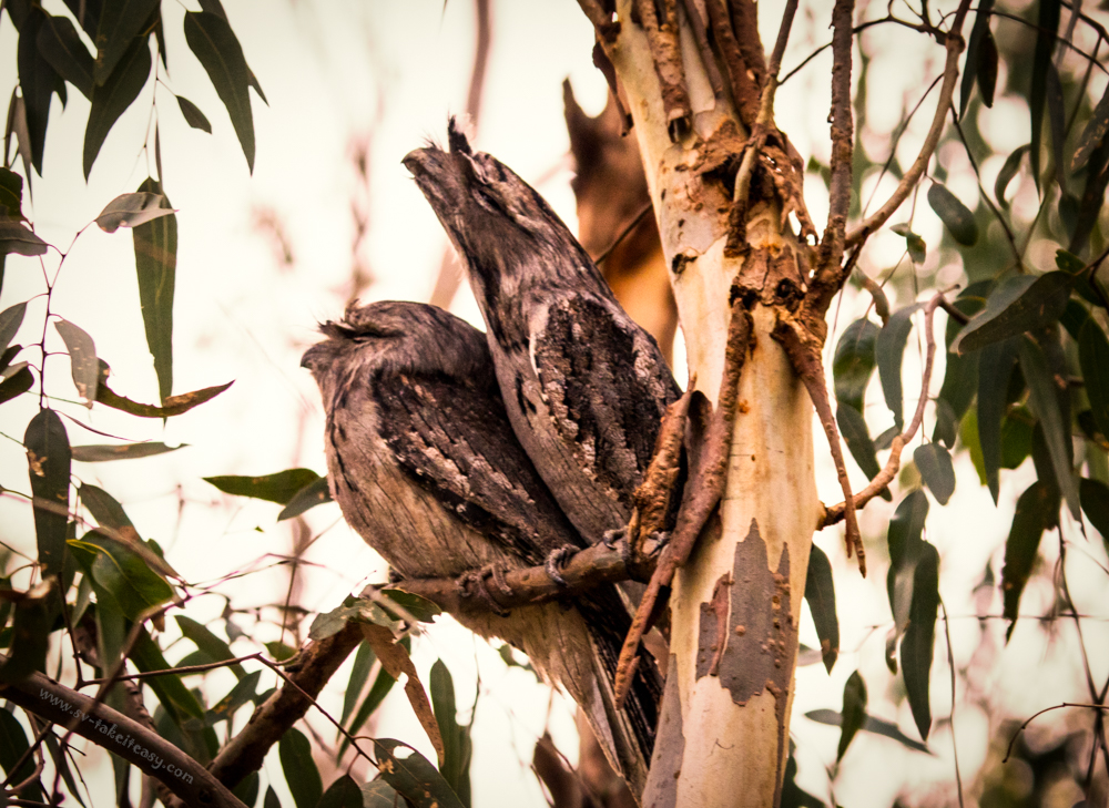 Tawny frogmouth
