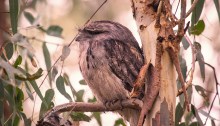 Tawny frogmouth