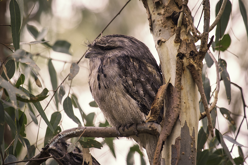 Tawny frogmouth