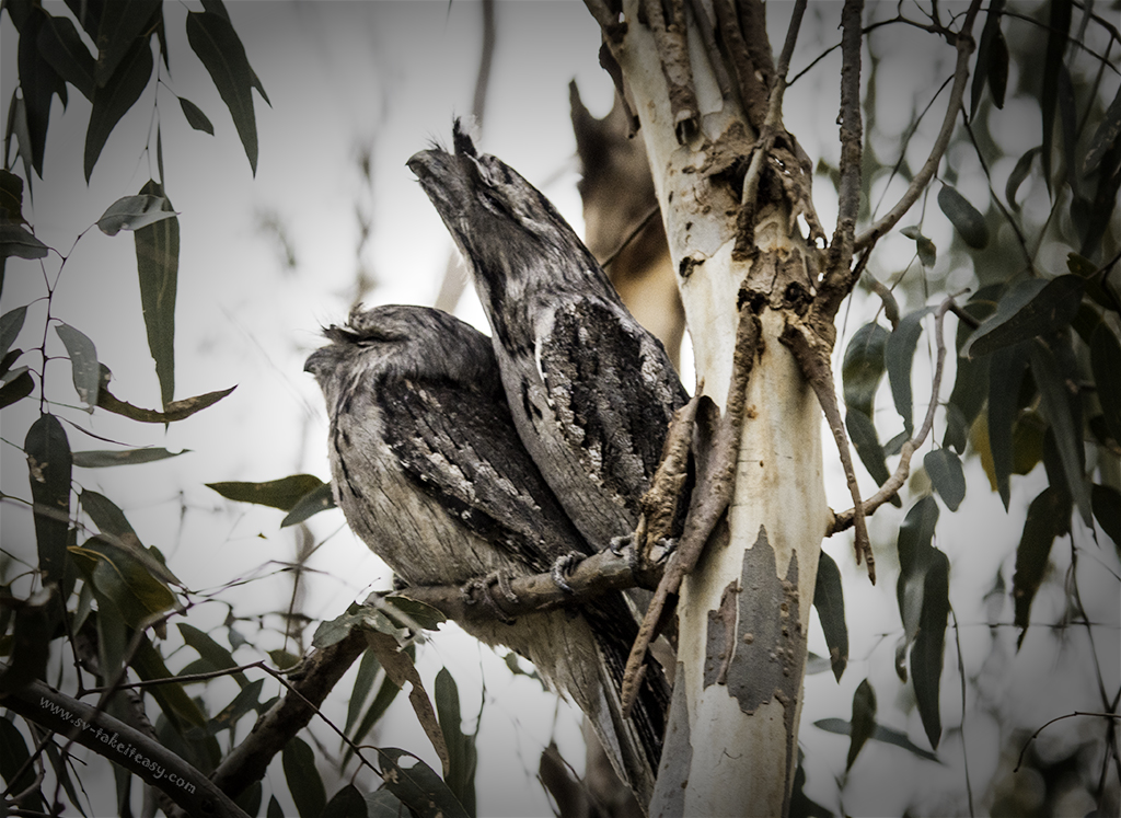 Tawny frogmouth