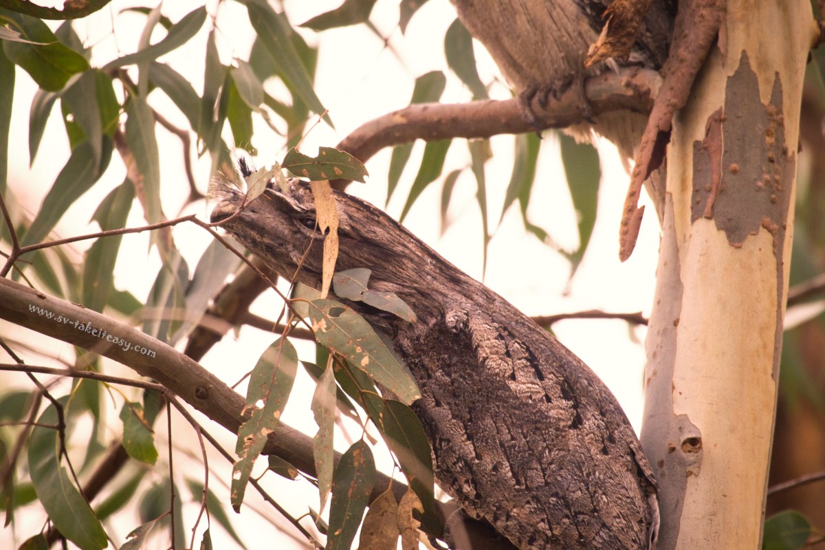 Tawny frogmouth