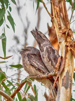 Tawny-Frogmouth5