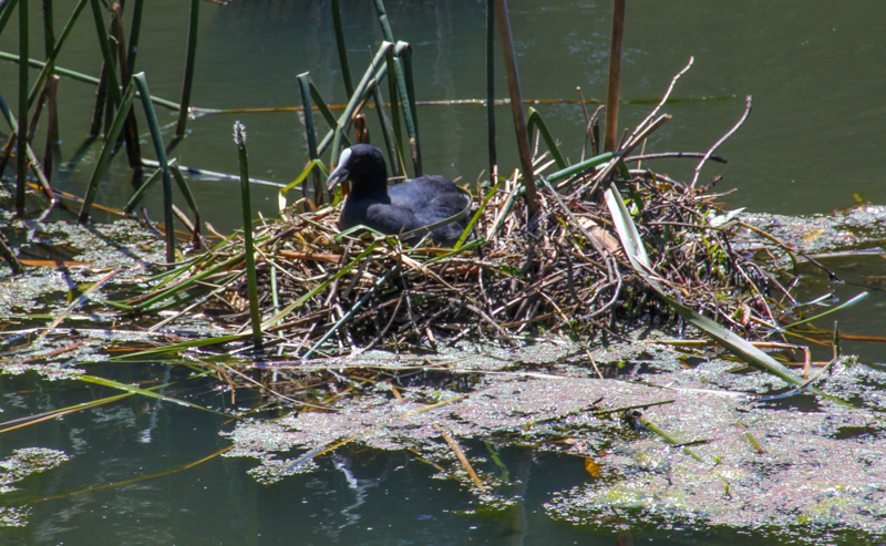 Eurasian Coot on the nest