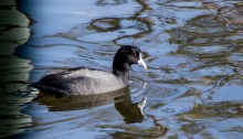Eurasian Coot