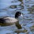 Eurasian Coot