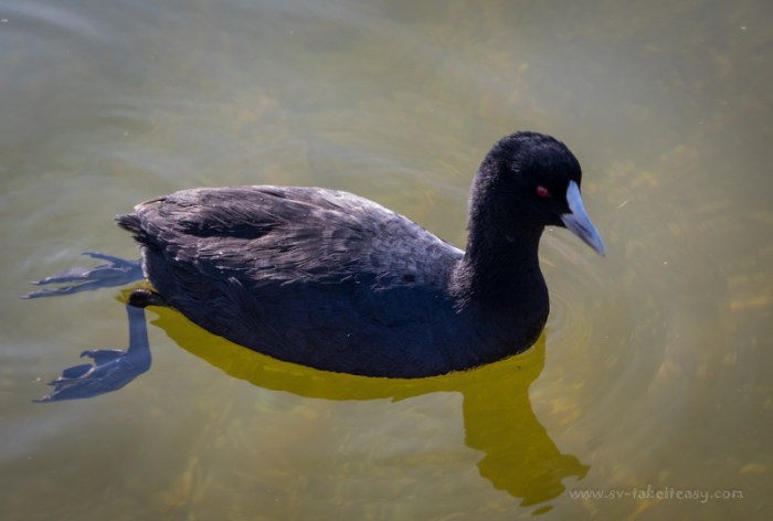 Eurasian Coot