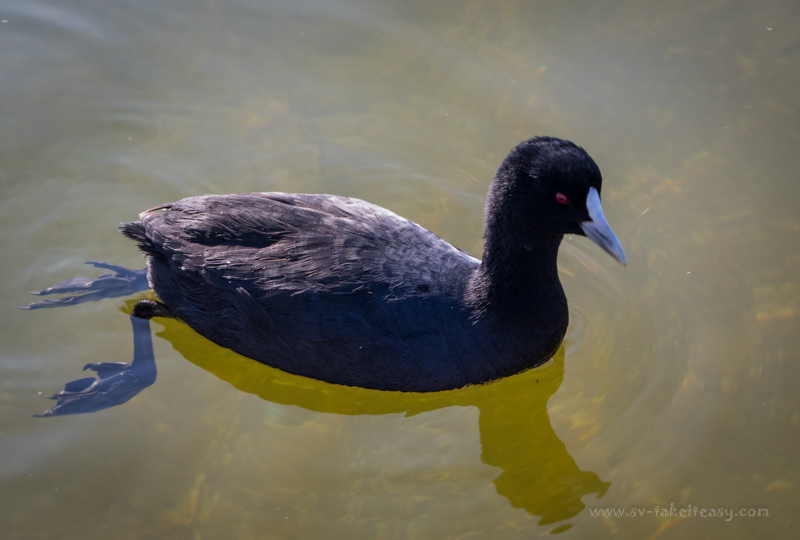 Eurasian Coot
