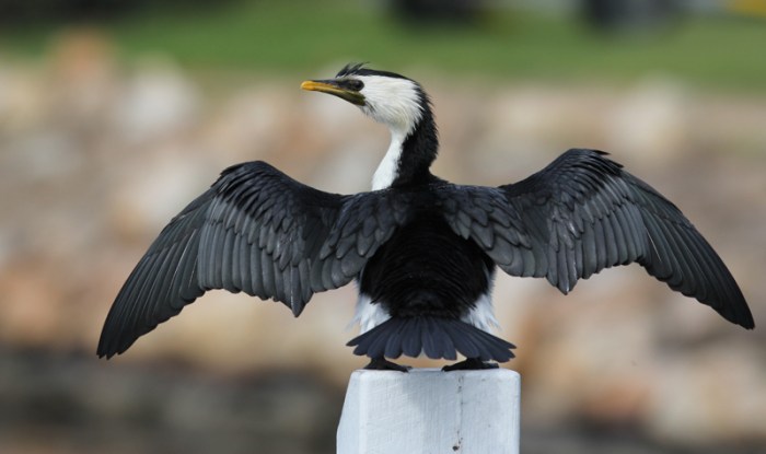 Drying its wings at Paynesville