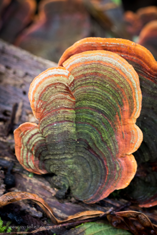 Bracket Fungus