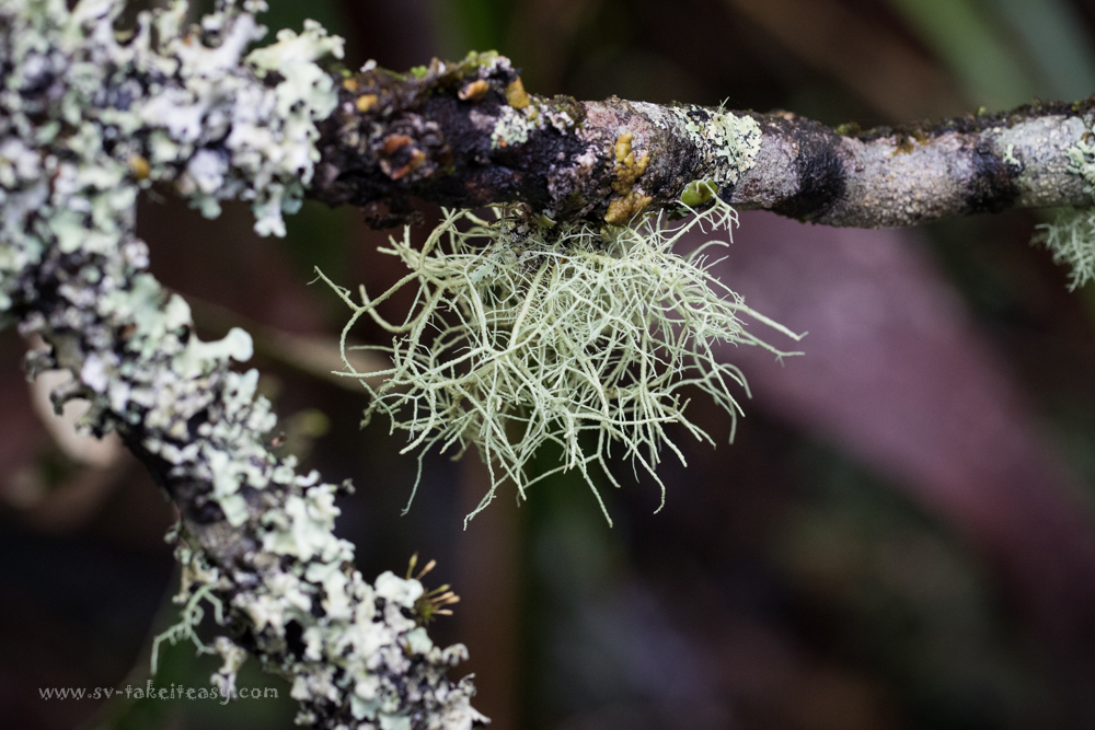 Lichen