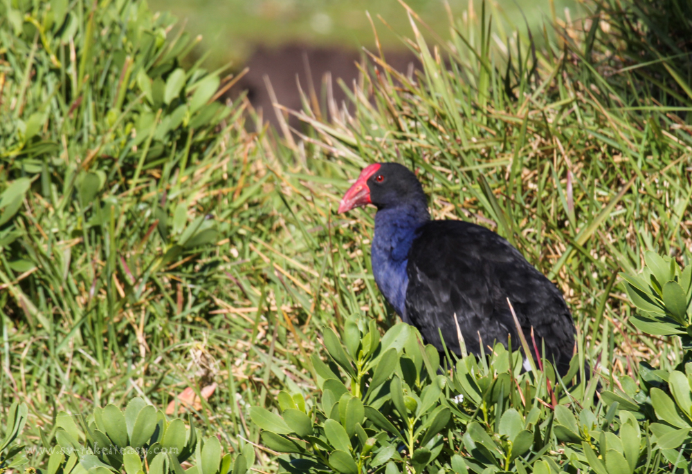 Purple Swamphen