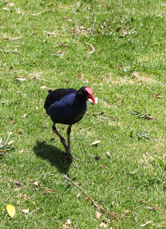 Purple Swamphen