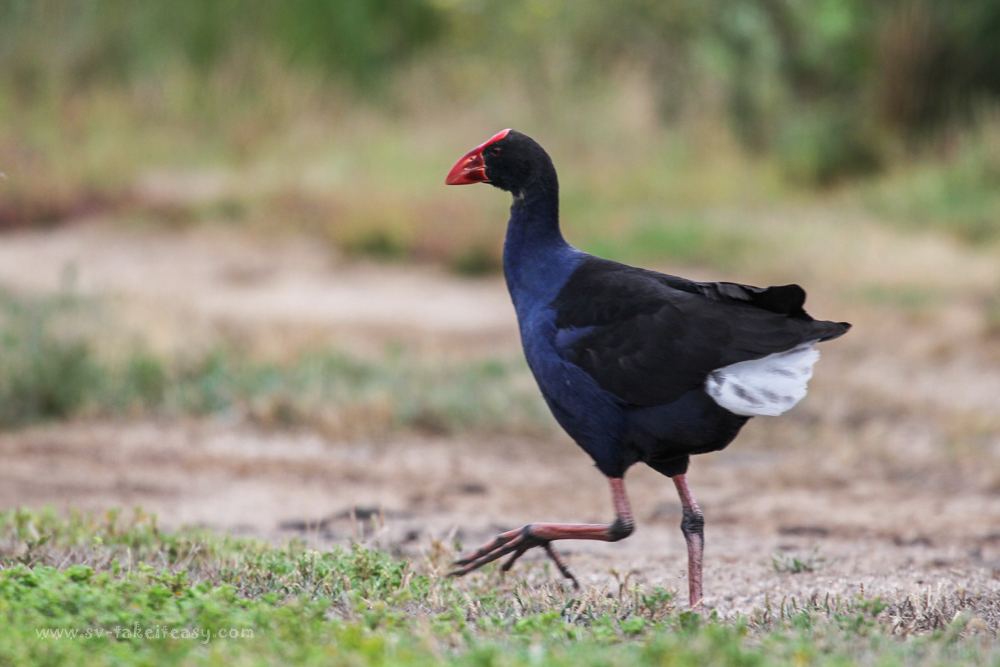 Purple Swamphen