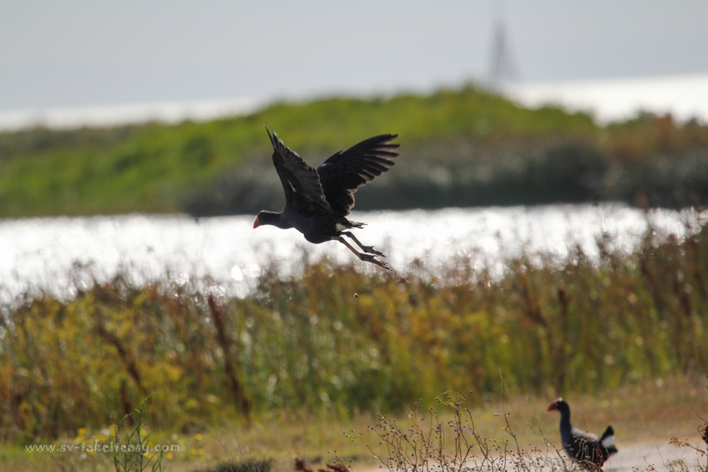 Purple Swamphen
