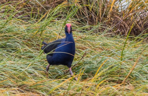 Purple Swamphen