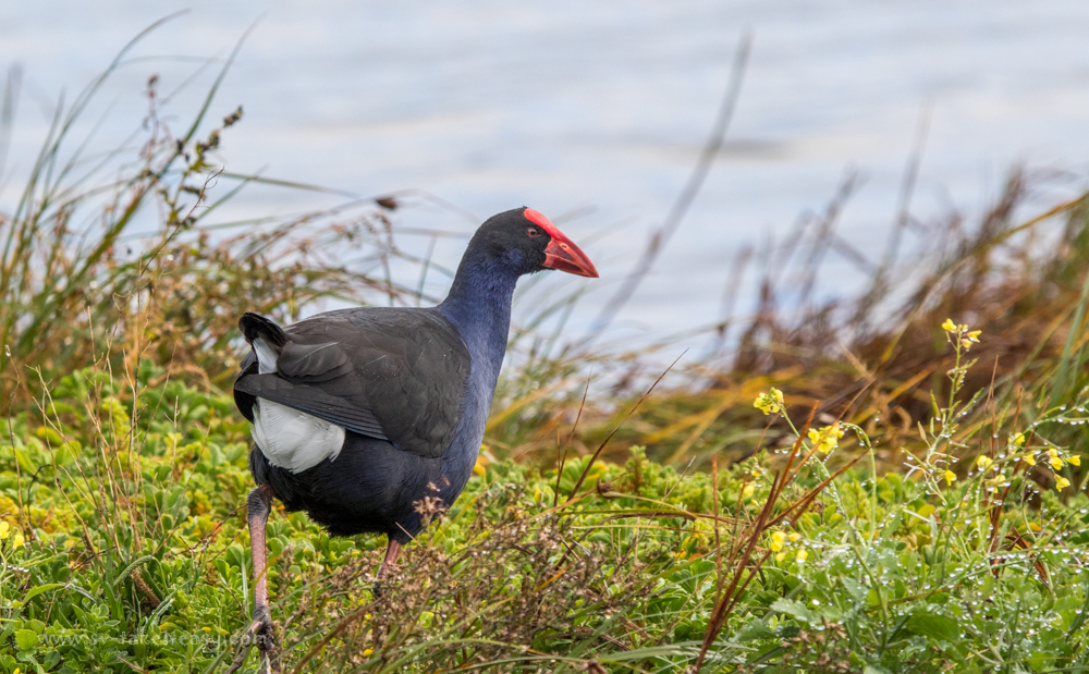Purple Swamphen