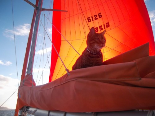 Cat on cat - in the sail bag, full speed under spinnaker - she's got her sea legs!