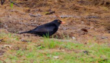 Common Blackbird