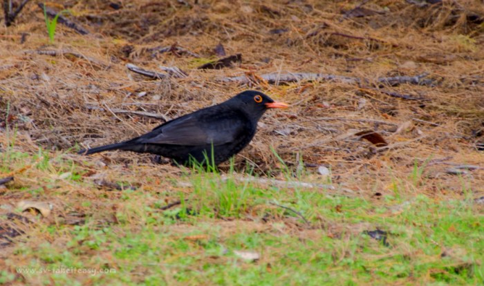 Common Blackbird