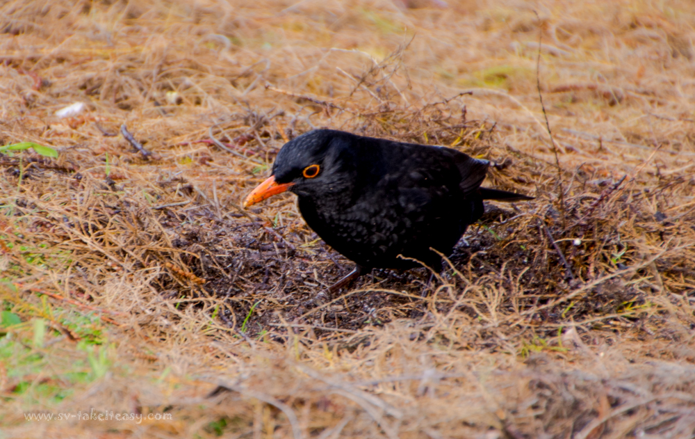 Common Blackbird