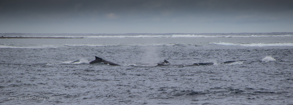 Pod of humpback whales